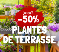 jours Willemse plantes de terrasse et balcon