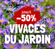 jours Willemse plantes vivaces